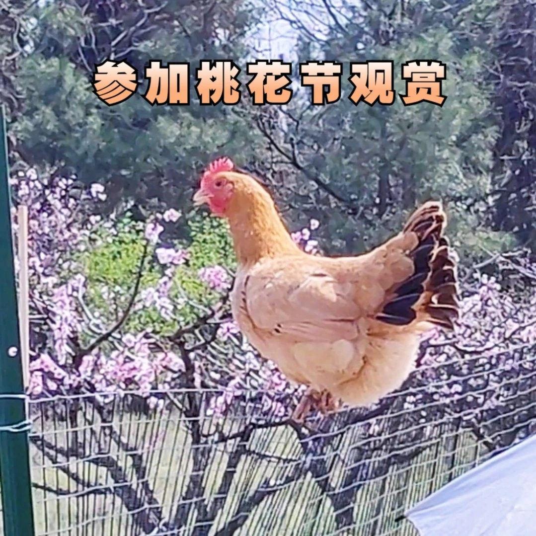 正宗土鸡农家散养365天肉质紧实营养现杀2.3-2.5斤农村优质母鸡