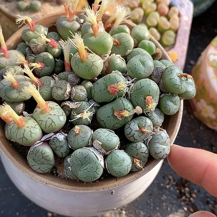 2537群生清姬一颗。