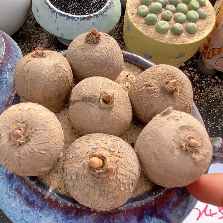 24533玫瑰一颗。