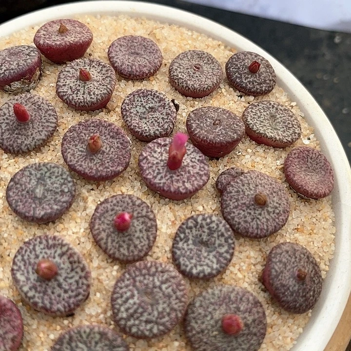 密纹安贞一颗。买3送1