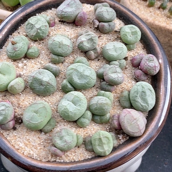 17514猴子一颗样本