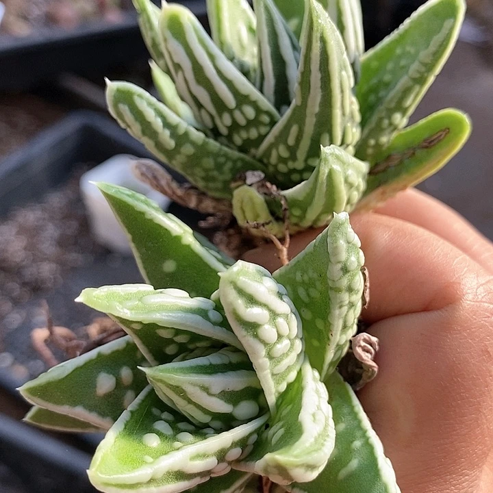 天使之泪一颗。