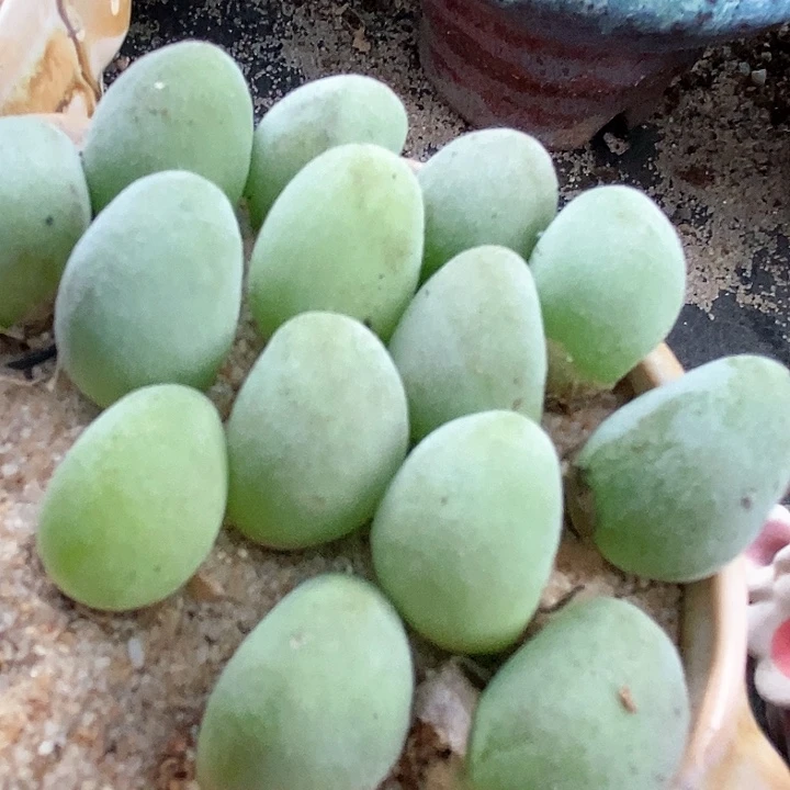 宝辉母本一颗。