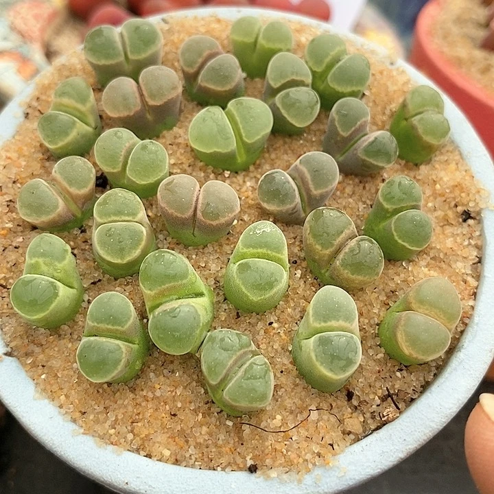 极窗风铃一颗买2送1