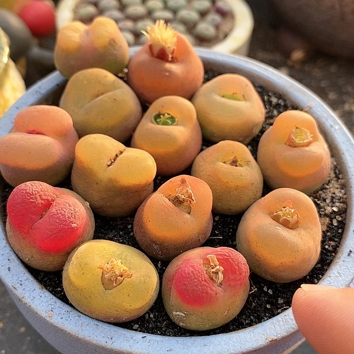 4515拉登体一颗。