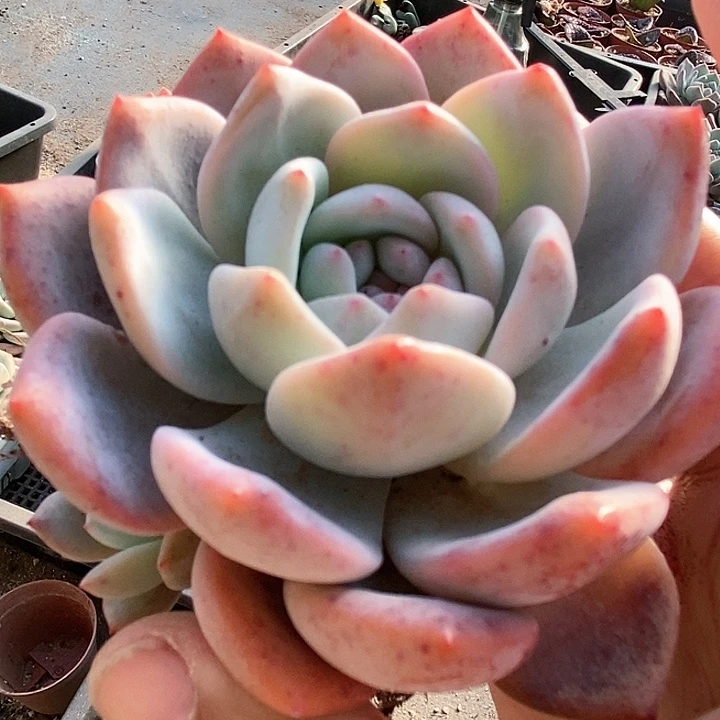 29521橙梦露一颗。