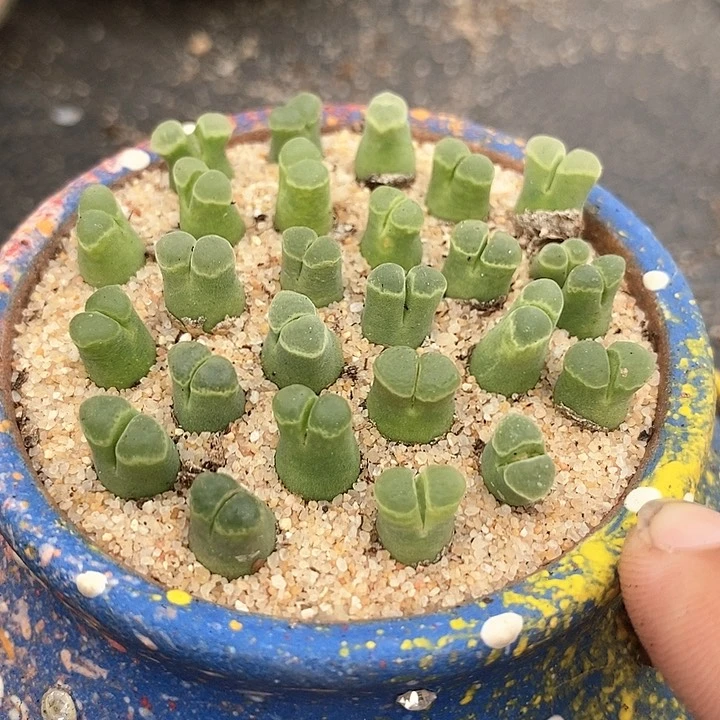 编号佛肚一组3颗