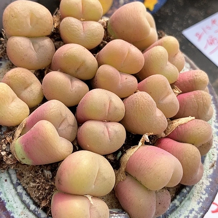 23586双头粉孔卡一颗。