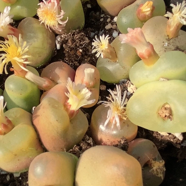 22549巨大双头大毛一颗。