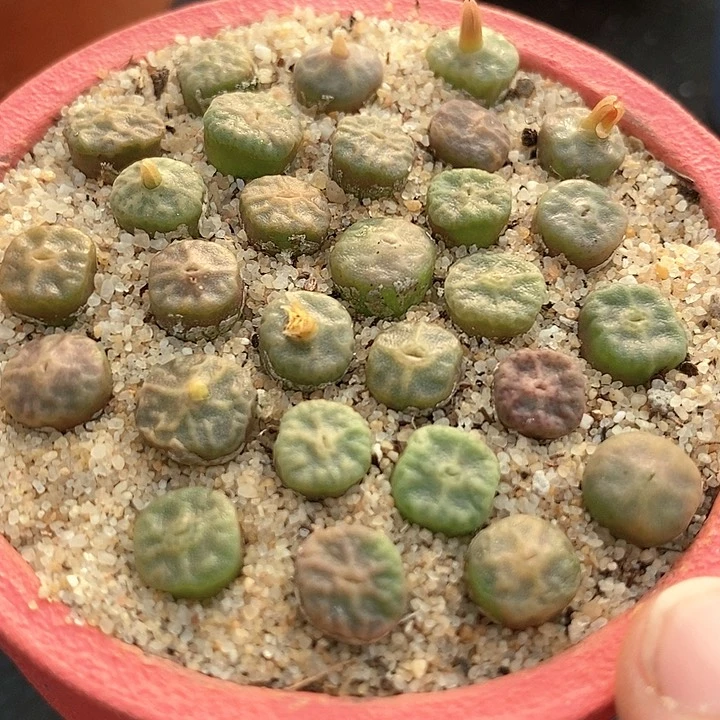 23566单头烧卖一颗