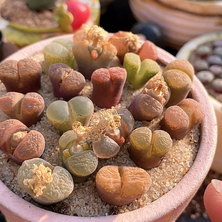 风铃混合一颗。