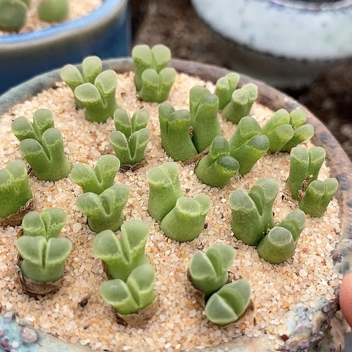 双头奶瓶风铃一颗。