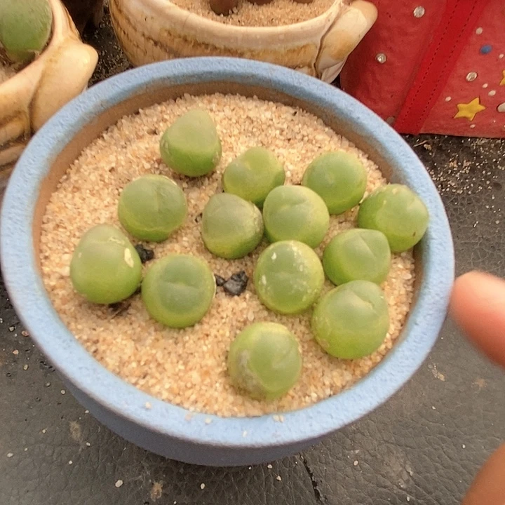 8512拉登一颗。 有伤