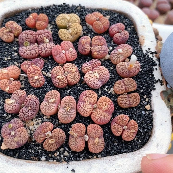 22506双头豹纹鸟一颗