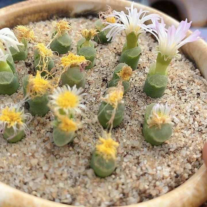 单头奶瓶一颗。