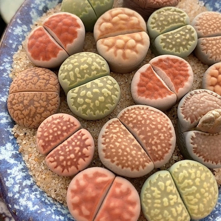 生石花一组5颗。