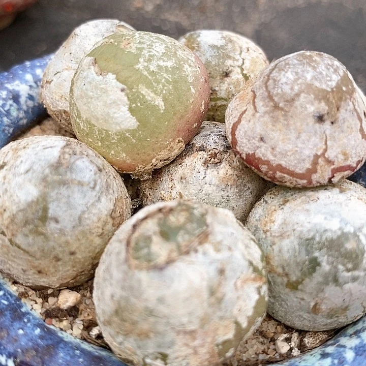 大灯单头一颗买3送1