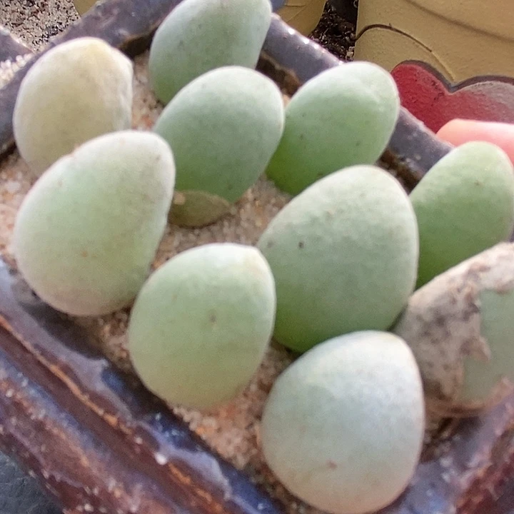 23505宝辉一颗。