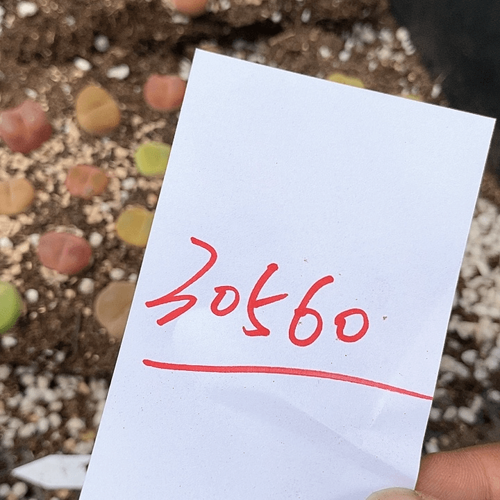 30560一组彩色大毛