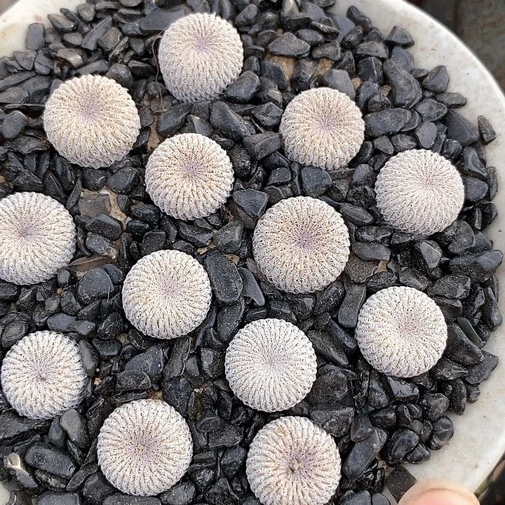 实生月世界一颗。