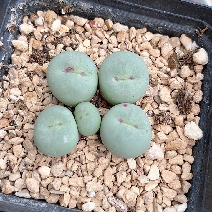 30597一颗小红嘴。。。