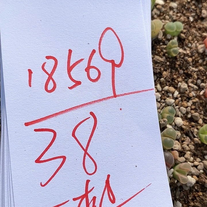 18569一筐风铃。