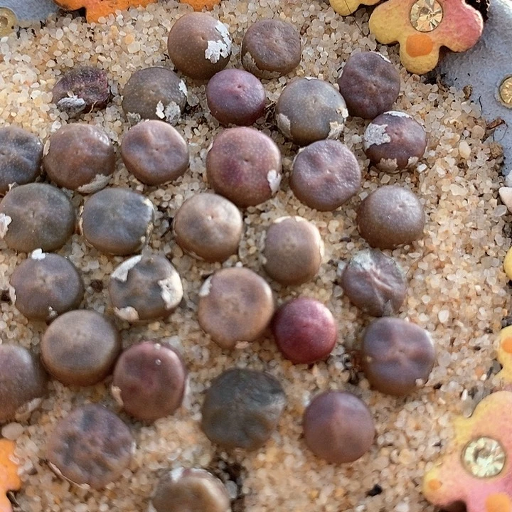 小烧卖一组4颗。