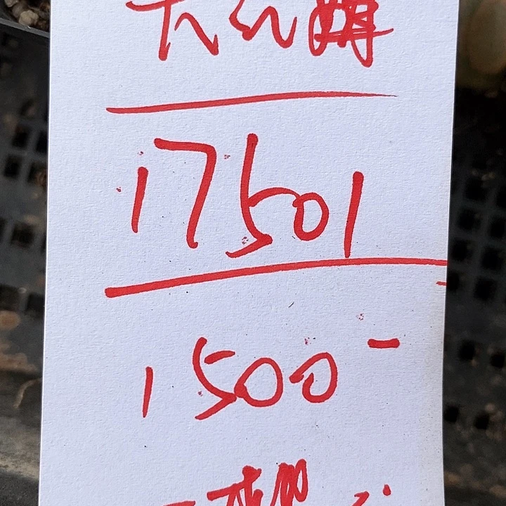 17501大云姐。
