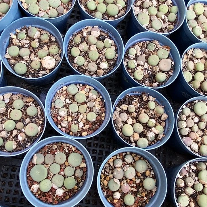 29522小红嘴一盆。