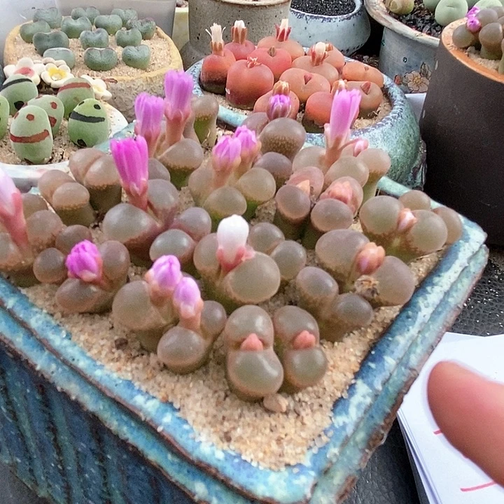 双头cm10风铃一颗。