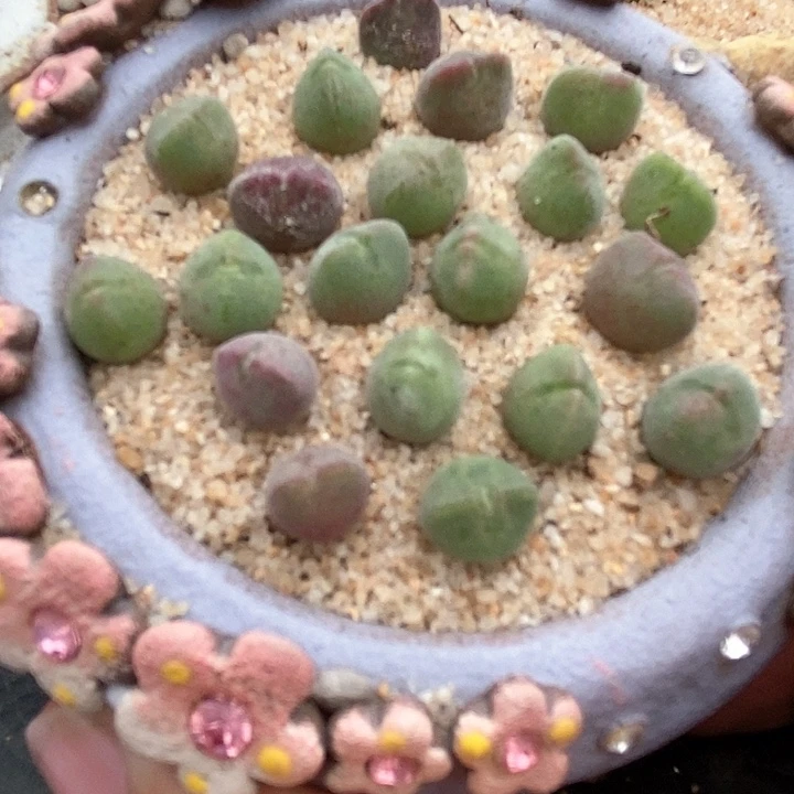 单头空蝉一颗。