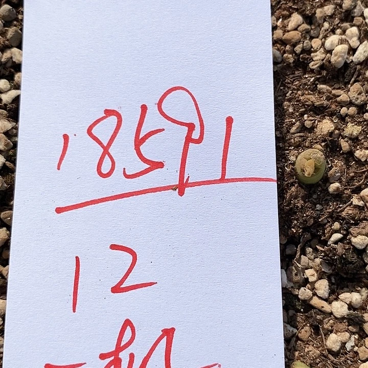 18591一筐风铃。