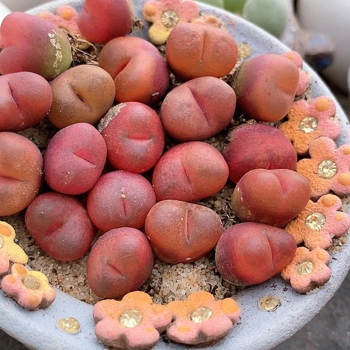 吕氏毛汉尼一颗。