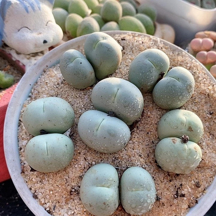 22510大鸽子蛋母本一颗。