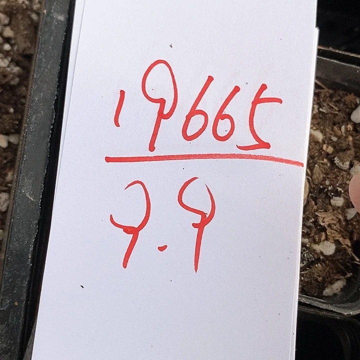 19665一筐鸽子蛋。