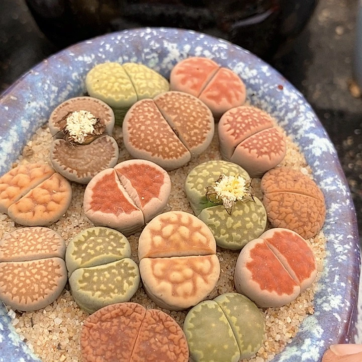 生石花一组5颗。