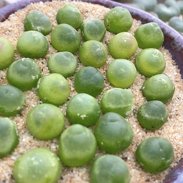 6500小拉登一颗。