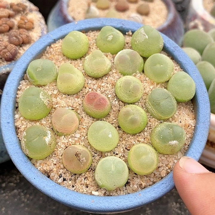 16523紫皮拉登一颗。有伤