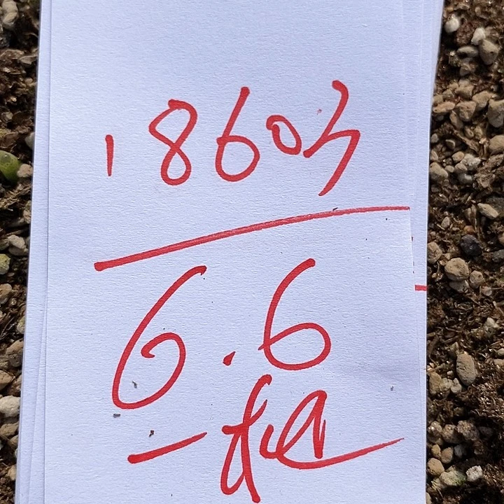 18603一筐风铃。