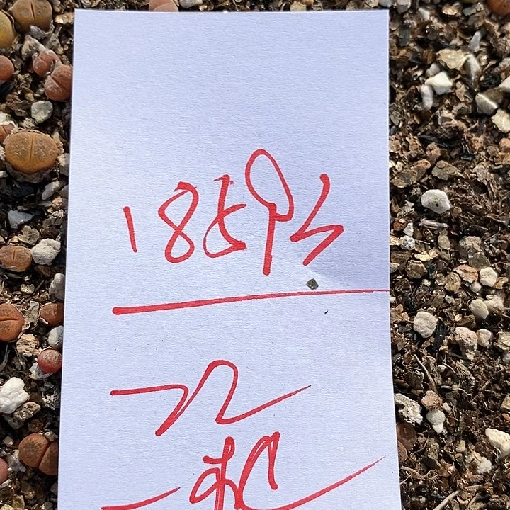 18593一筐风铃。