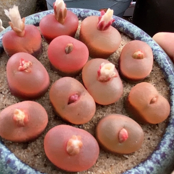 母本冰破杂吕红一颗。