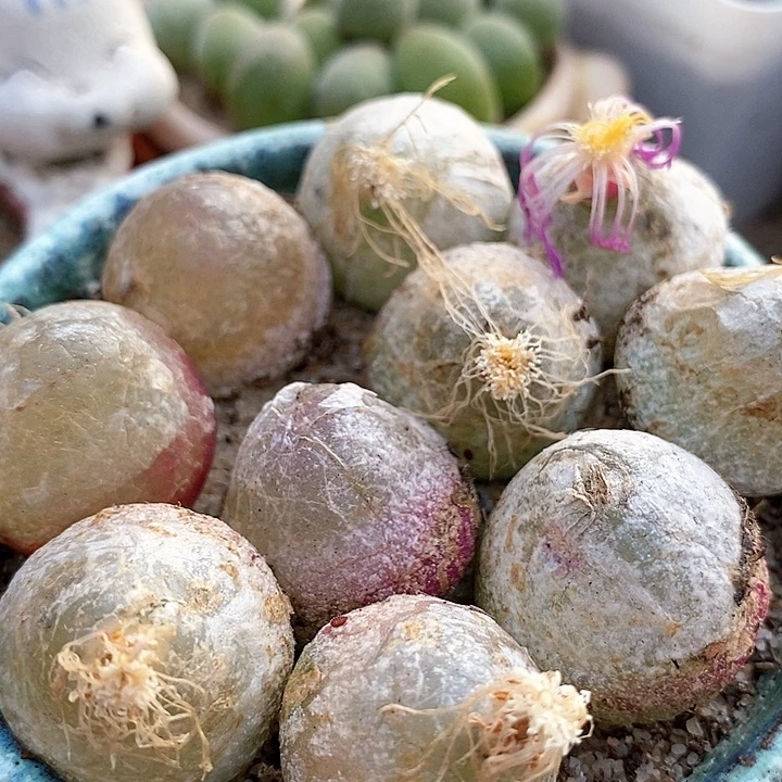 大灯一颗。2厘米➕买3送1