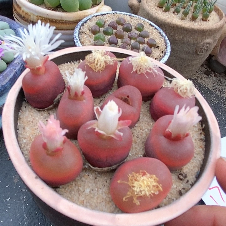 红宝石毛一颗。