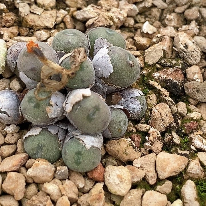 25505猕猴桃一颗。