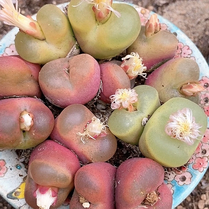 27522巨大双头大毛一颗。