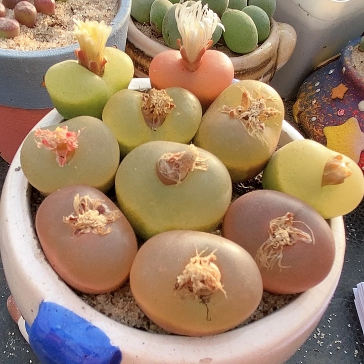 21511大冰魄一颗。