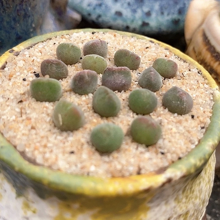 16515单头空蝉一颗。