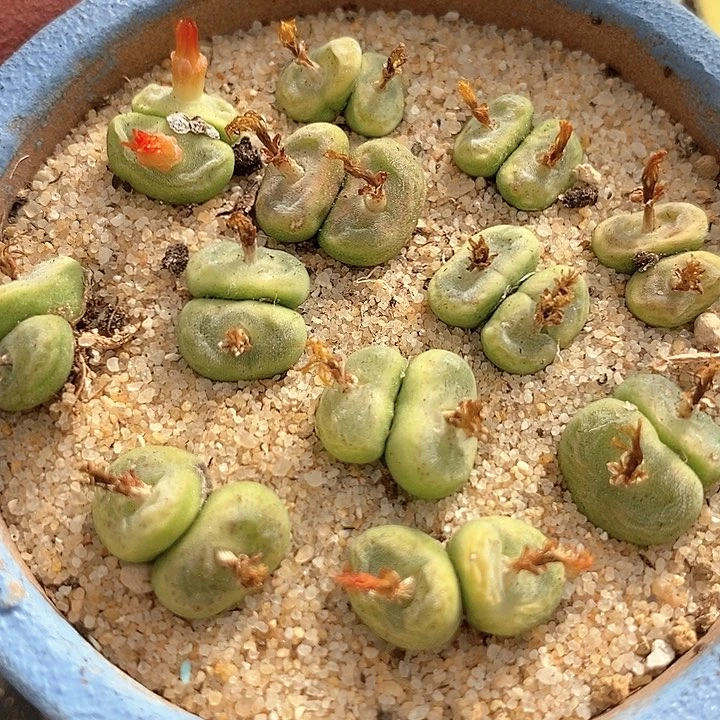 双头sh1212一颗。