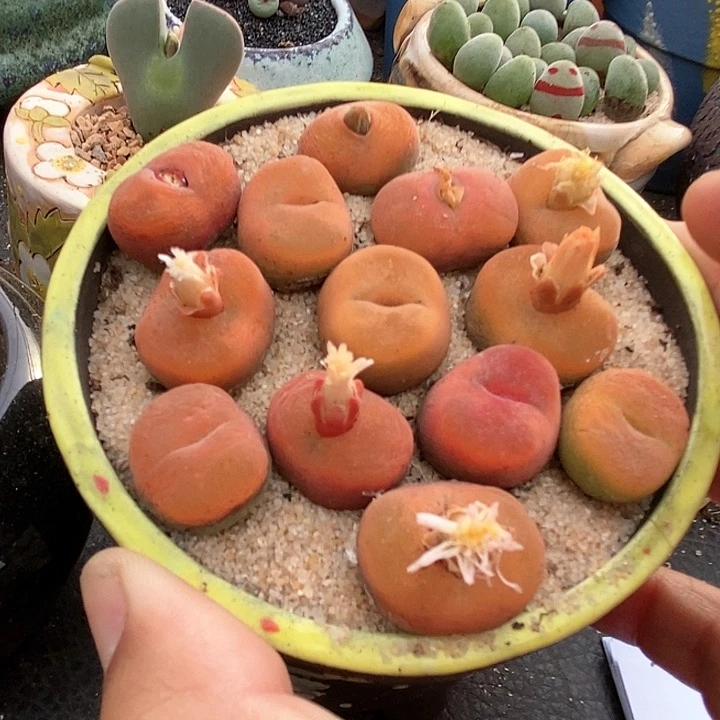 单头1430.5一颗。