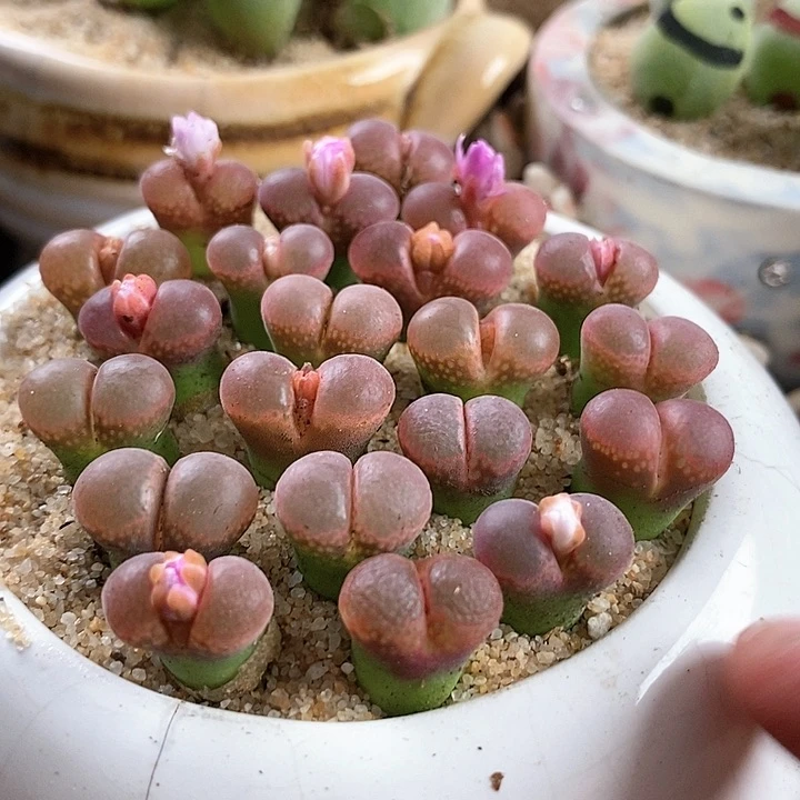日系红网格一颗。